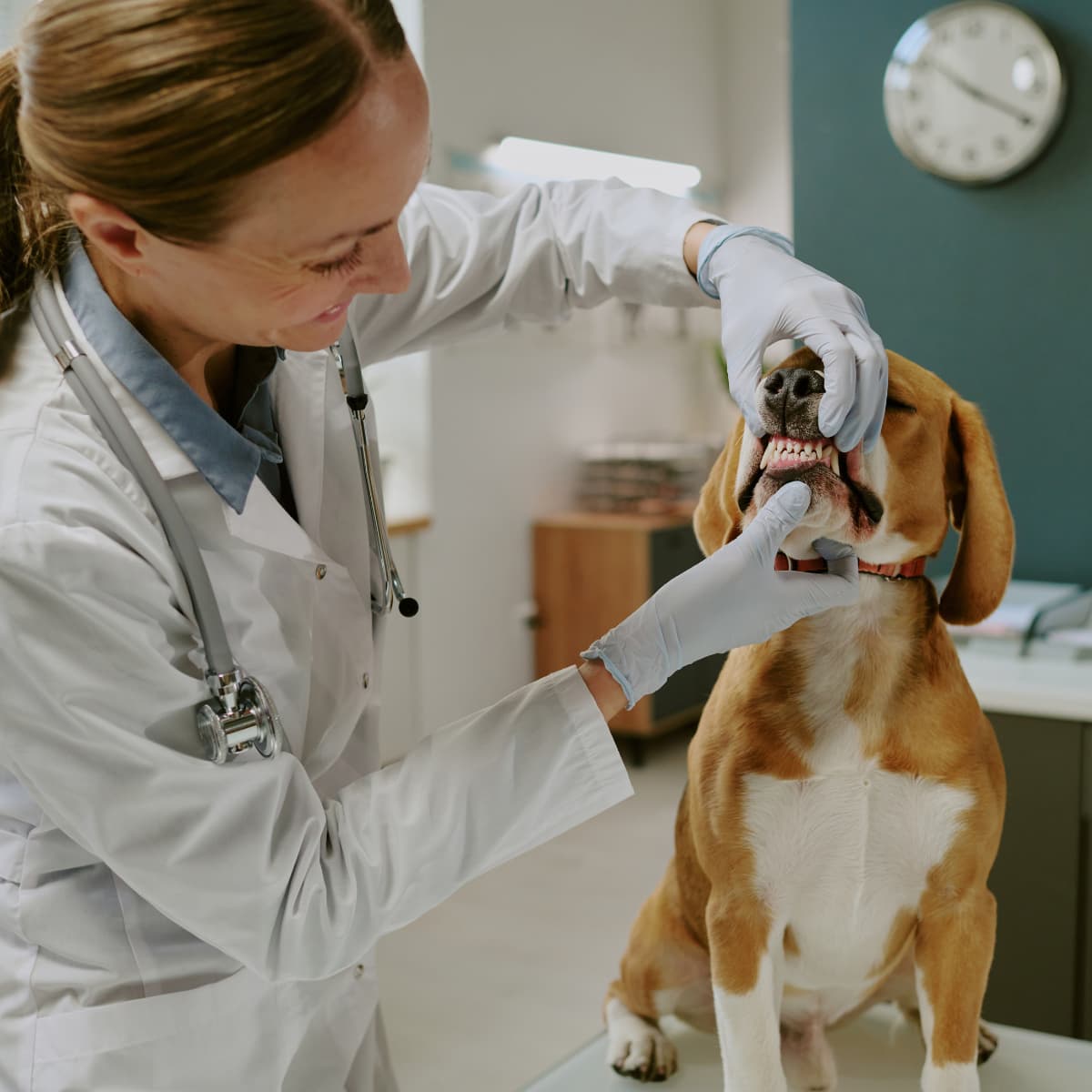 How to Build Bankability for Veterinary Practice Ownership