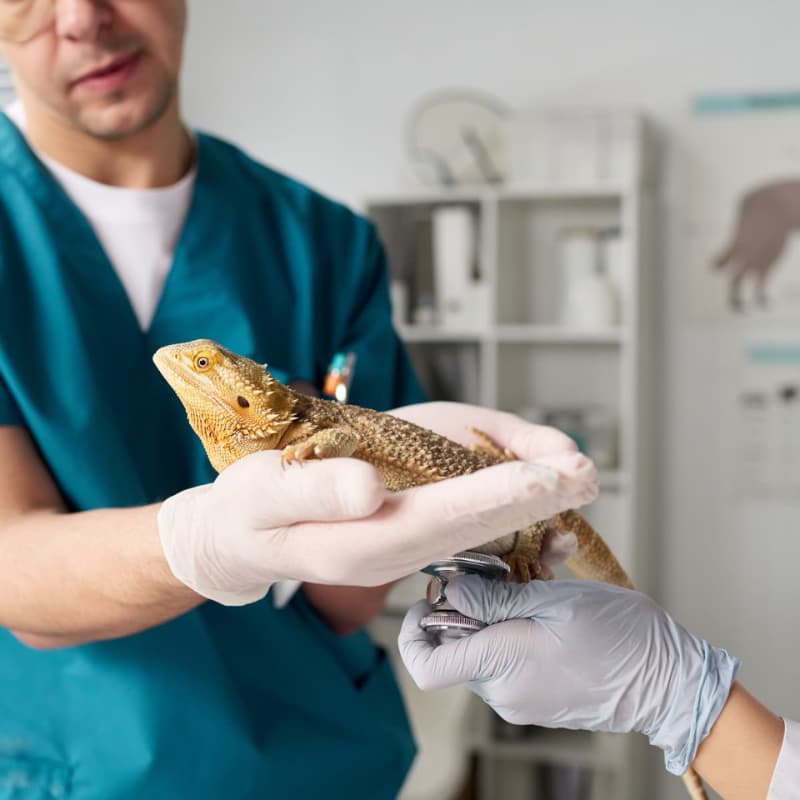 Documents Needed for a Veterinary Practice Loan